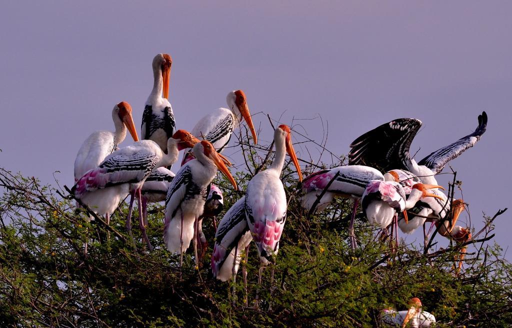 Hotel Bharatpur Ashok Eksteriør bilde
